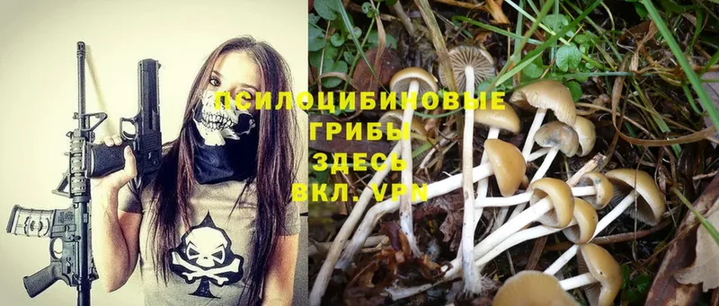 Псилоцибиновые грибы Psilocybe  Аргун 